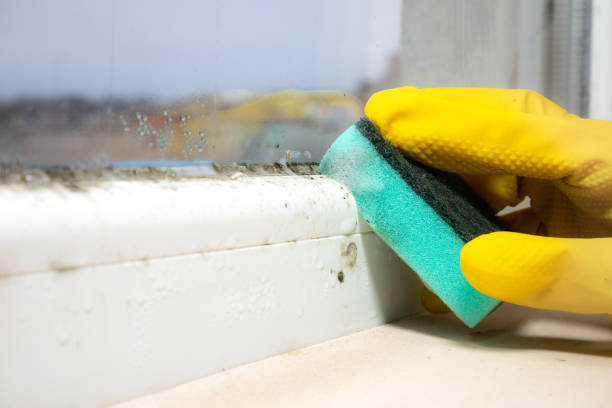 Trusted Merion Station, PA Mold Removal Experts